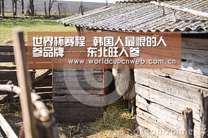 世界杯赛程-韩国人最恨的人参品牌---东北旺人参(图1) 世界杯赛程