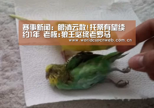赛事新闻:眼消云散!托蒂有望续约1年 老板:狼王必终老罗马(图1) 球队资讯